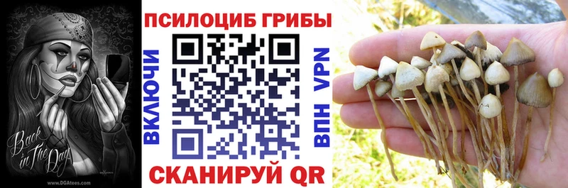 где можно купить   Валдай  Псилоцибиновые грибы мухоморы 